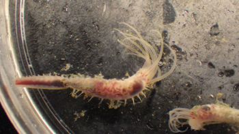 Media type: image;   Invertebrate Zoology 153118 Description: live specimen;